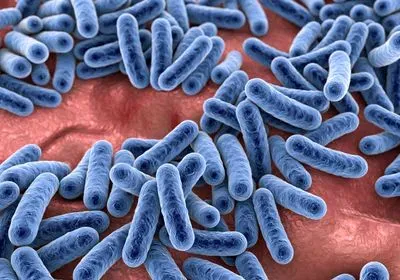 elongated blue bacterial cells on a reddish-brown background